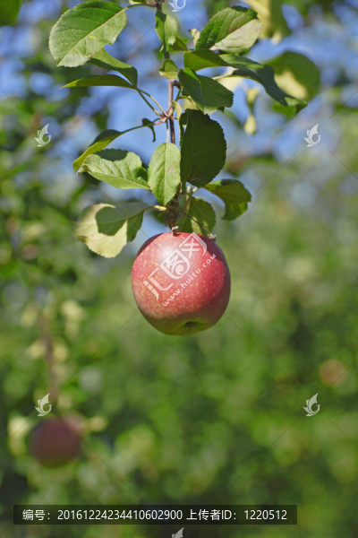 幾個(gè)紅蘋果