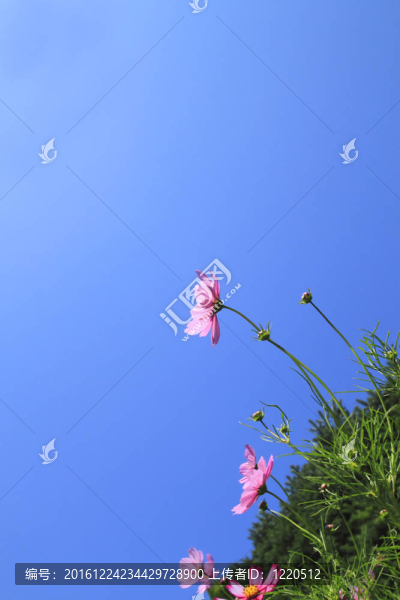 宇宙的花朵