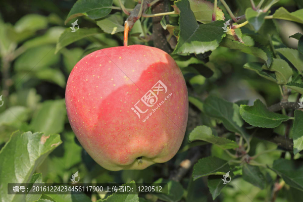 一紅蘋果