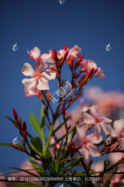 桃花粉紅花