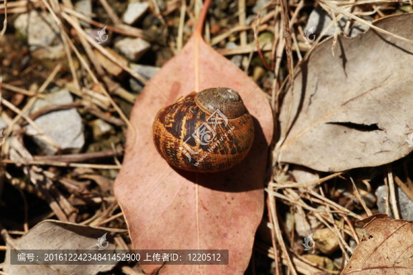 枯葉螺殼