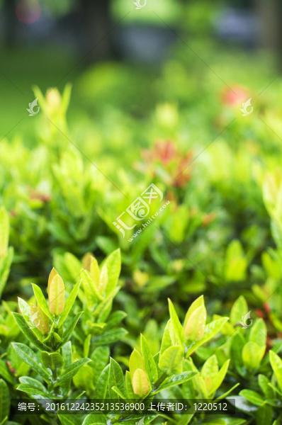 灌木植物的近端