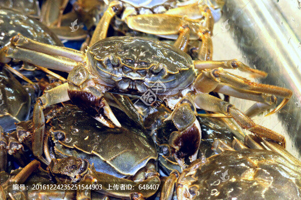大閘蟹,陽澄湖大閘蟹