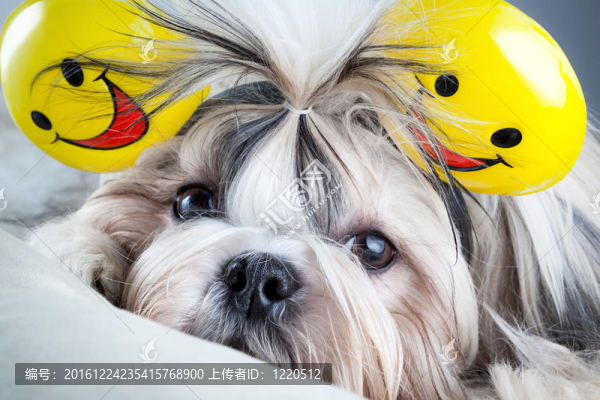 西施犬