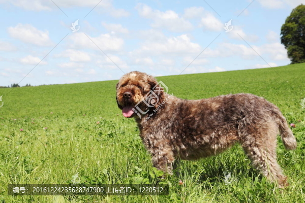 奧達(dá)獵犬的狗