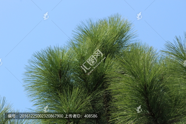 松樹(shù),松針,藍(lán)天