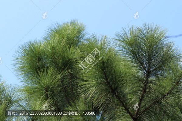 松樹(shù),松針,藍(lán)天
