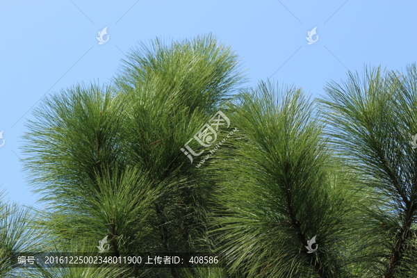 松樹,松針,藍(lán)天