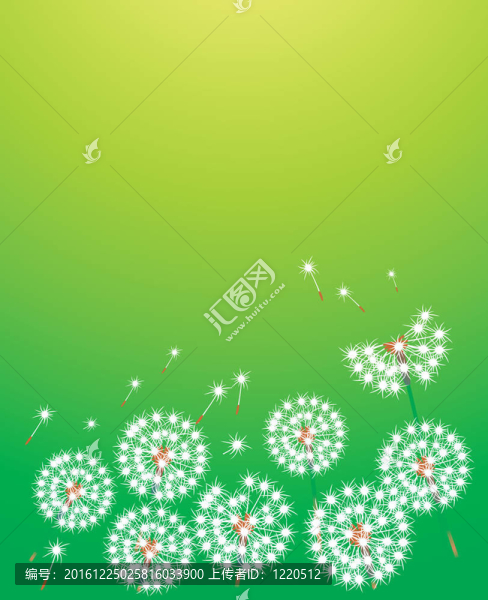 蓬松的白色蒲公英