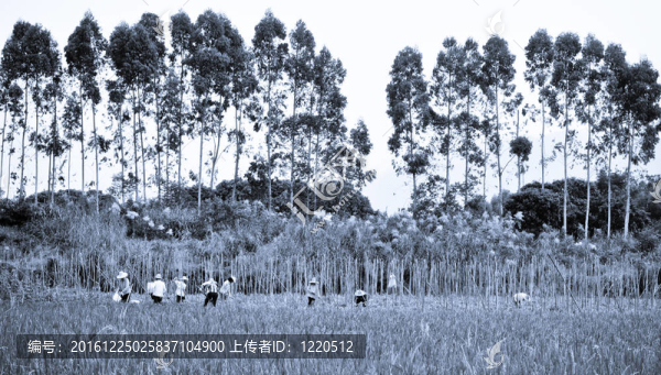 水稻的農(nóng)民