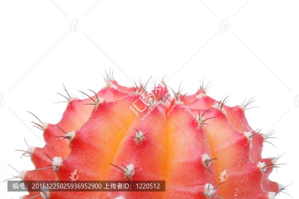 仙人掌