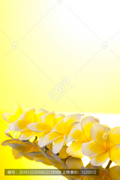 黃Leelawadee,flowers系列