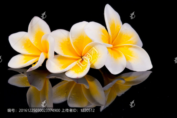 熱門預(yù)訂鮮花和reflecio