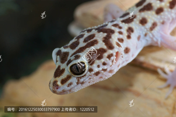 豹紋守宮