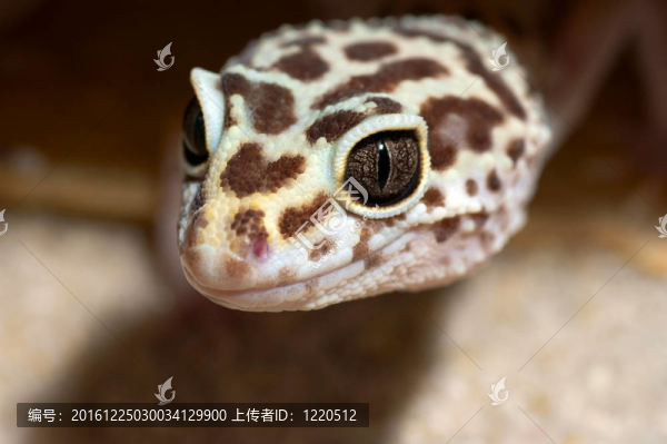 豹紋守宮