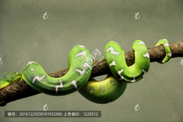 灰綠色的蛇
