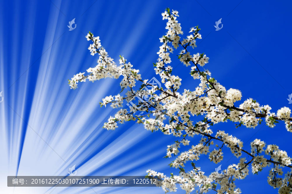 美麗的梅花開花和有趣的太陽。
