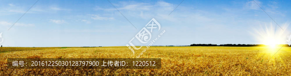 金麥種子田。
