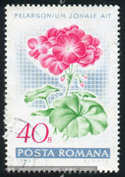 圖章藝術(shù)電子郵件天竺葵
