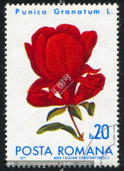 石榴花