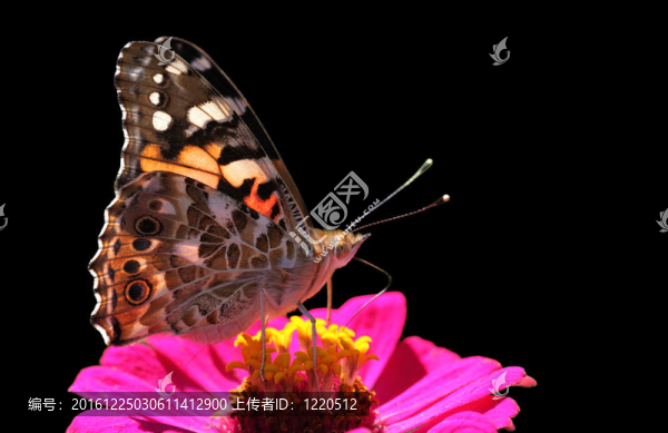 蝴蝶花