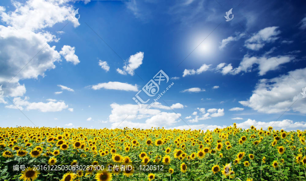 在藍(lán)天和陽光晴朗的夏天的向日葵領(lǐng)域。