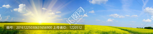 以上rapefield日出的春天。
