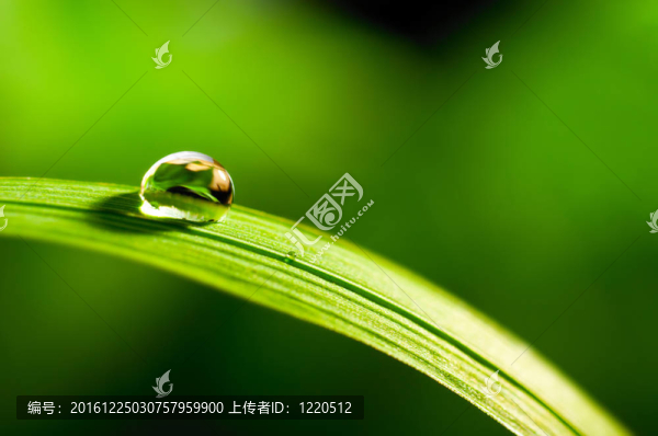 綠色的草