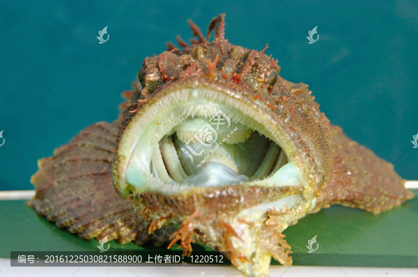 蝦虎魚