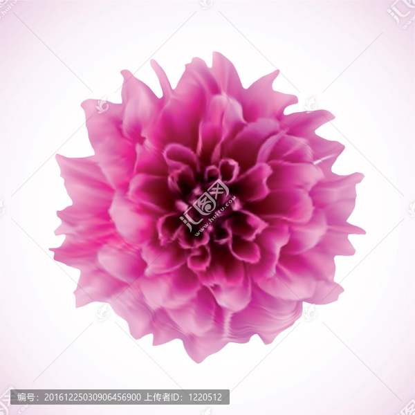菊花。