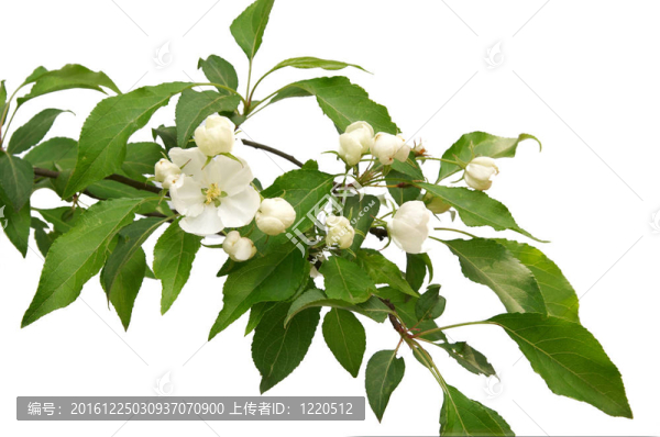 梨開(kāi)花。