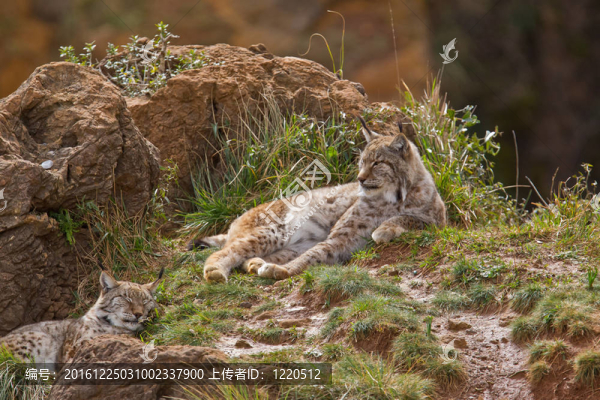 兩歐亞猞猁