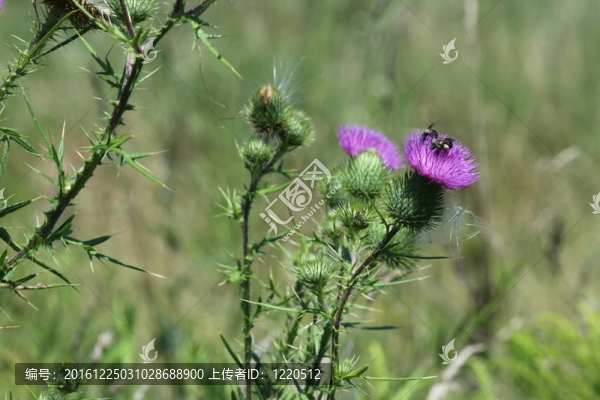 牛薊（蜜蜂的）