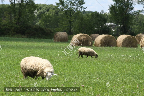 Hay,Bales（圓）