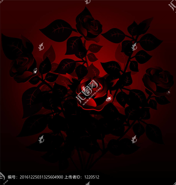 玫瑰black,bush