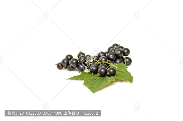在一個(gè)白色的綠色的葉子和黑加侖。