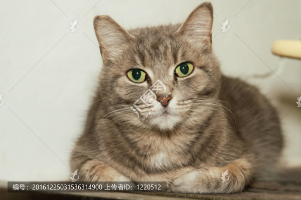 貓