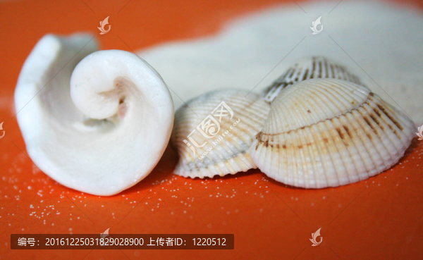 海貝殼砂