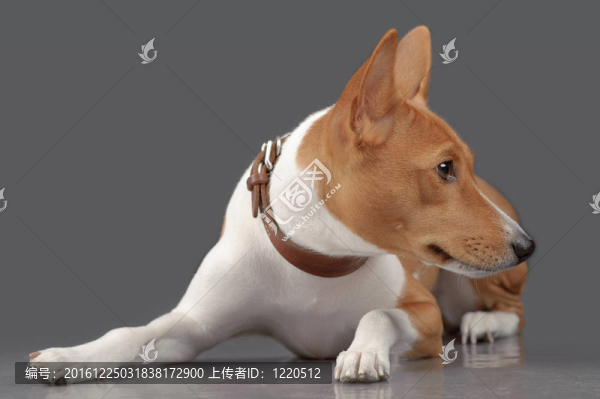 小狗巴辛吉鋪設(shè)