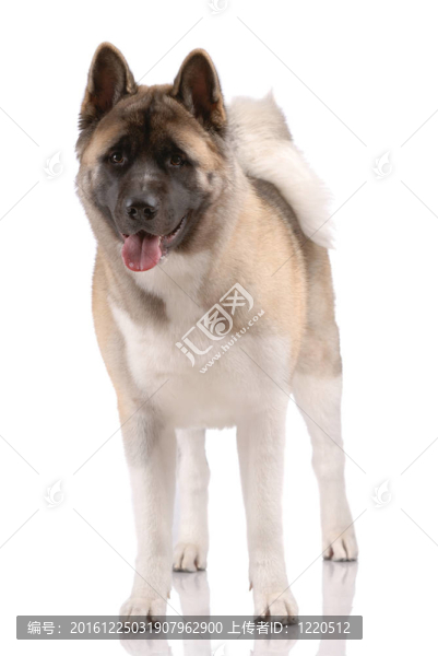 美國秋田犬