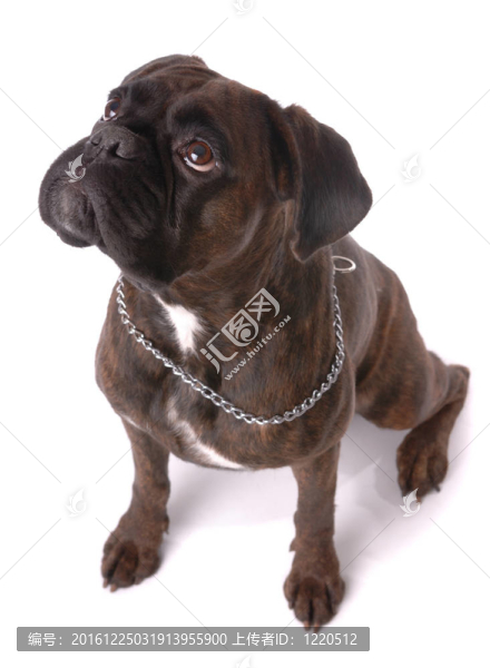 坐在拳師犬