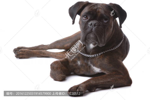 拳師犬