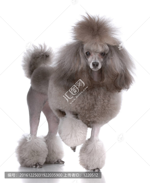 像獅子狗