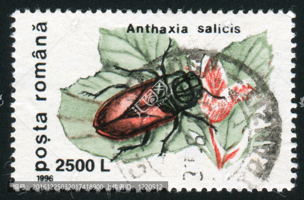 Anthaxia,salicis。