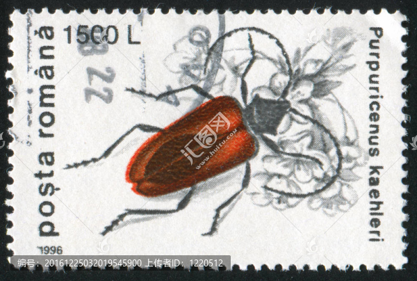 purpuricenus,kaehleri