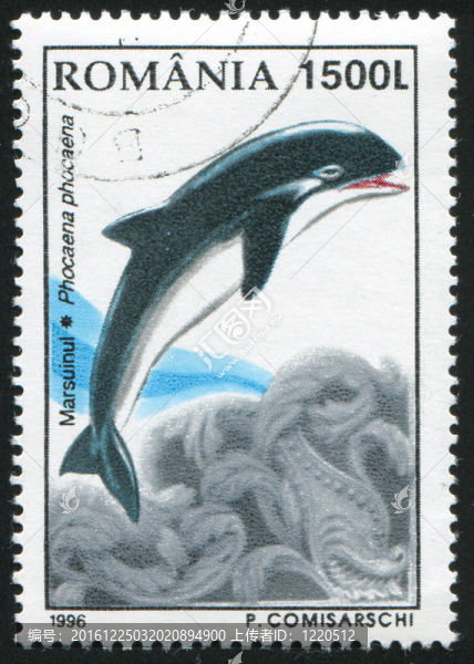 海豚