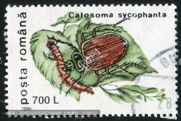 黑廣sycophanta