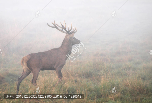 獎(jiǎng)杯降壓