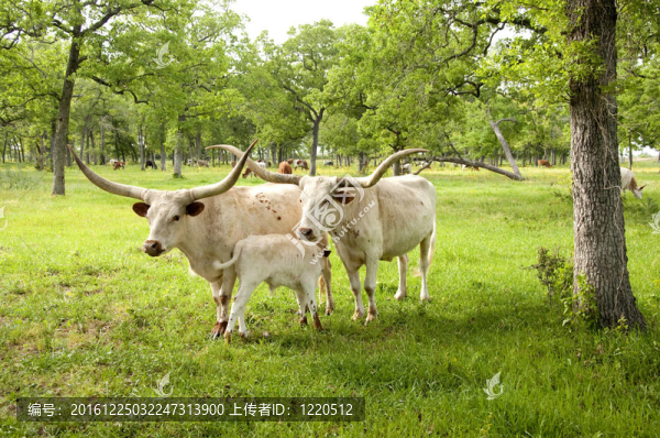雙胞胎的母親