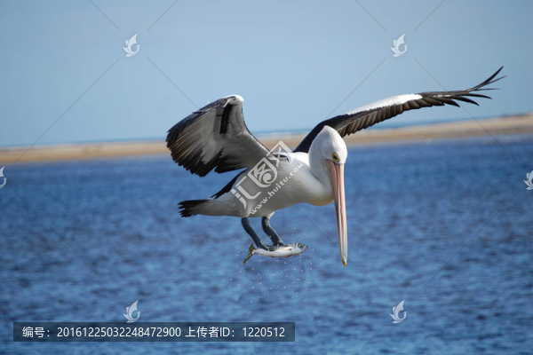 捕魚的鵜鶘
